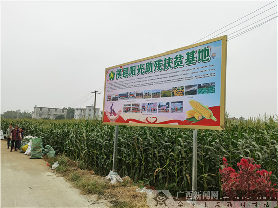 致富经玉米芯_致富经甜玉米_致富经玉米