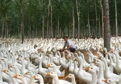 致富蚯蚓养鸭好吗_致富蚯蚓养鸭怎么样_致富经蚯蚓养鸭