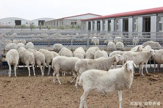 致富蚯蚓养鸭怎么样_致富经蚯蚓养鸭_致富蚯蚓养鸭好吗