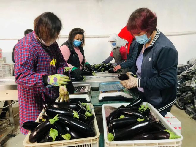种植大棚茄子走上致富路_大棚长茄子的种植视频_茄子大棚种植技术