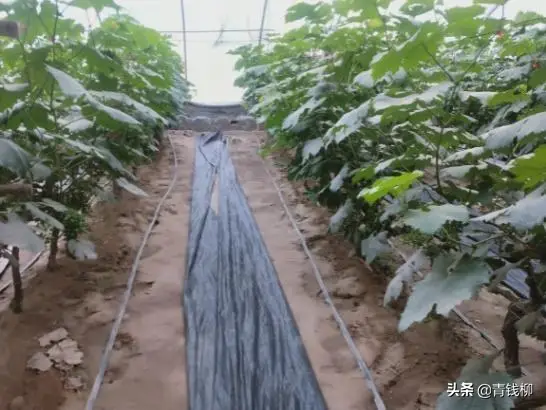 温室葡萄种植技术视频_温室藤引葡萄种植技术_葡萄藤养殖