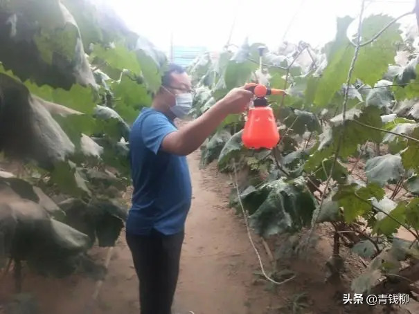 葡萄藤养殖_温室葡萄种植技术视频_温室藤引葡萄种植技术