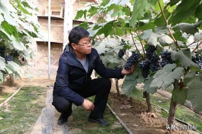 温室藤引葡萄种植技术_葡萄藤养殖_温室葡萄种植技术视频