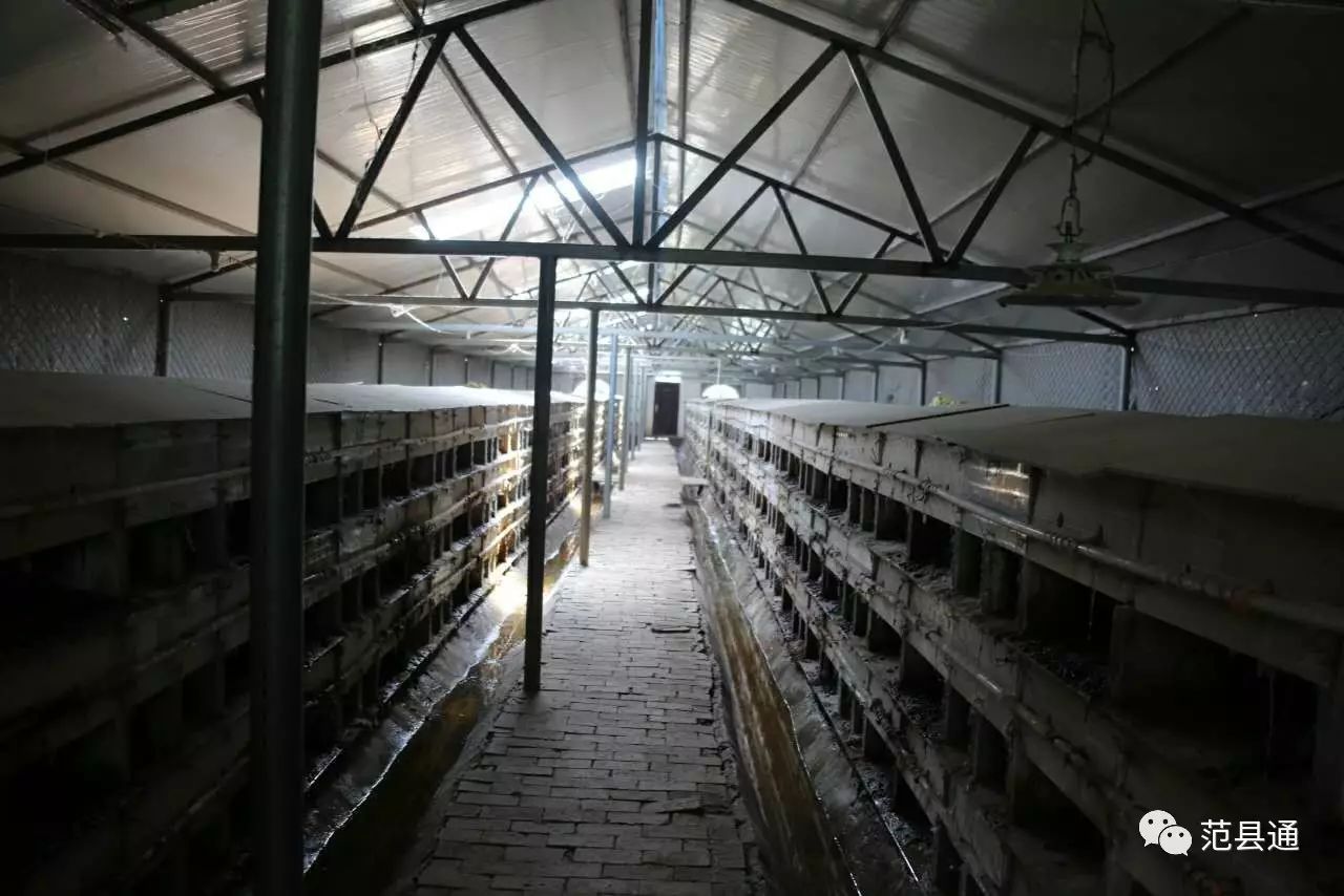 致富经创业项目农村养殖肉兔_肉兔养殖场视频_肉兔养殖视频致富经历