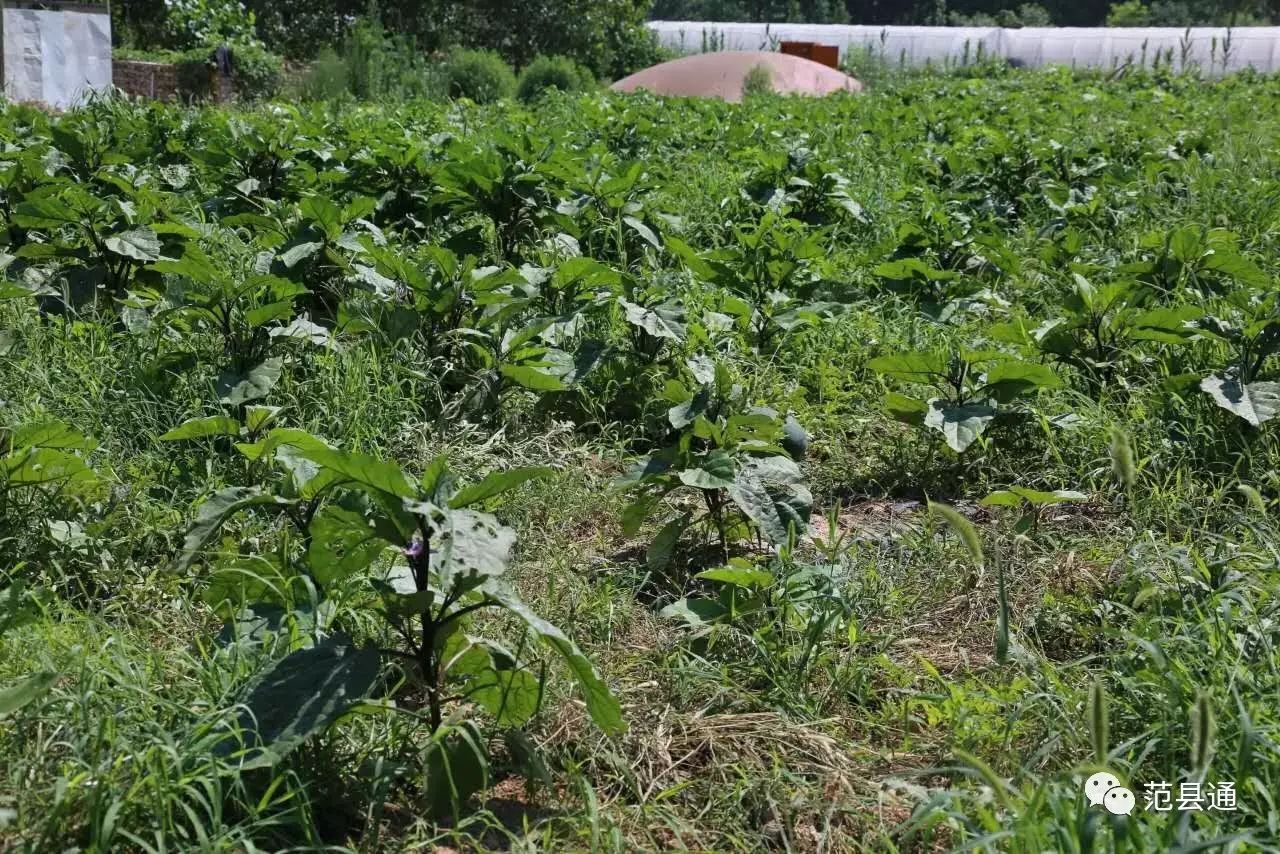 肉兔养殖视频致富经历_肉兔养殖场视频_致富经创业项目农村养殖肉兔