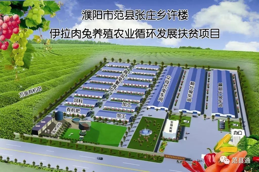 致富经创业项目农村养殖肉兔_肉兔养殖场视频_肉兔养殖视频致富经历
