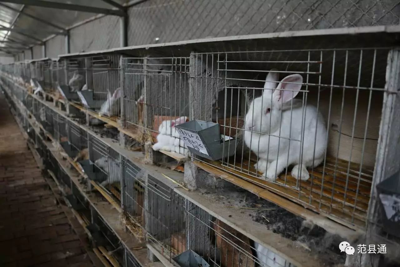 肉兔养殖视频致富经历_肉兔养殖场视频_致富经创业项目农村养殖肉兔