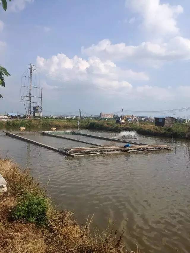 叉尾鮰密集养殖技术_叉尾养殖密度_叉尾养殖模式