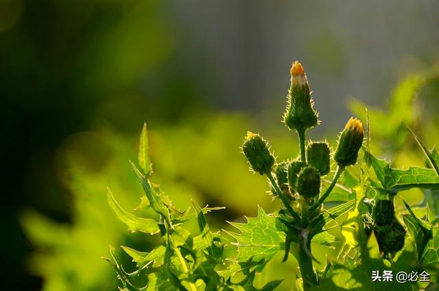 蒲公英种植采收技术有哪些_蒲公英种植采收技术要求_蒲公英种植技术和采收