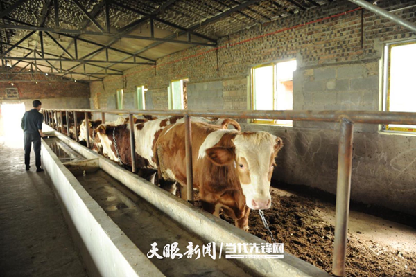 信贷专项资金助力肉牛养殖 “牵”出致富新路子