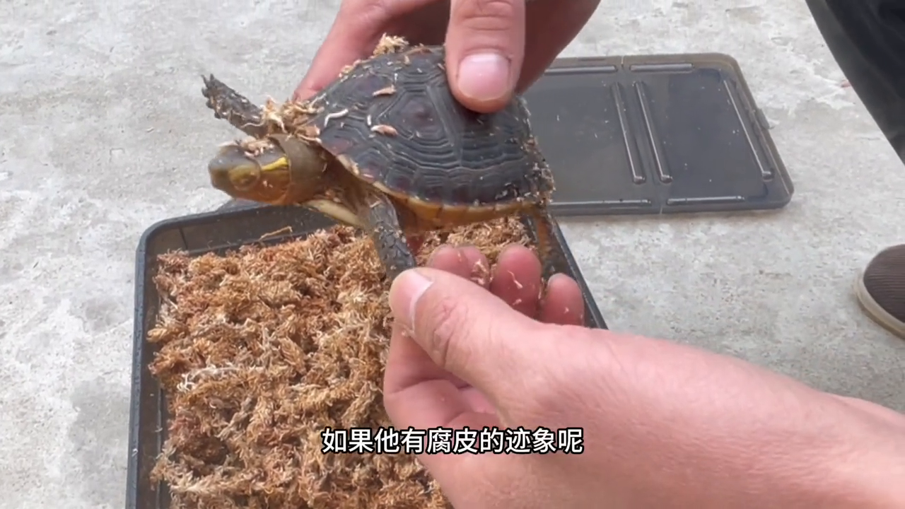 养殖黄缘龟投资需要多少钱_黄缘龟养殖前景_cctv《黄缘龟养殖技术