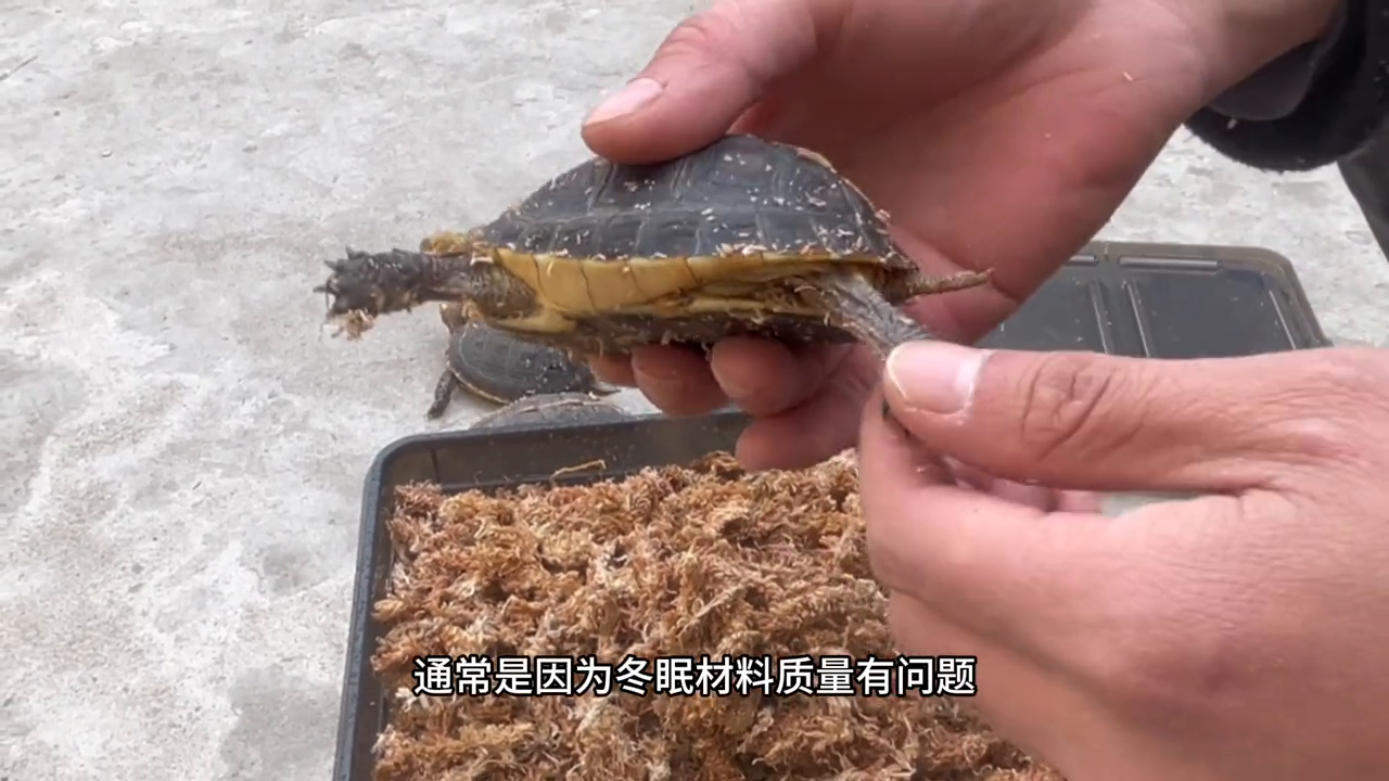 养殖黄缘龟投资需要多少钱_cctv《黄缘龟养殖技术_黄缘龟养殖前景