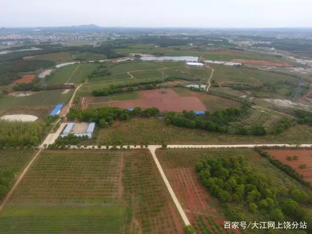 种植枳壳效益怎样_枳壳种植致富新闻_新闻致富种植枳壳是真的吗