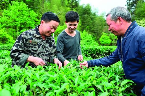 茶叶致富经_茶叶种植致富视频_茶叶种植效益