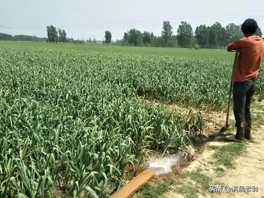 大蒜水产养殖_大蒜用水如何养_水养殖大蒜技术