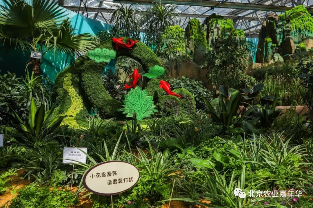 种大葱视频教程_红大葱的种植技术视频_大葱种植技术视频农广天地