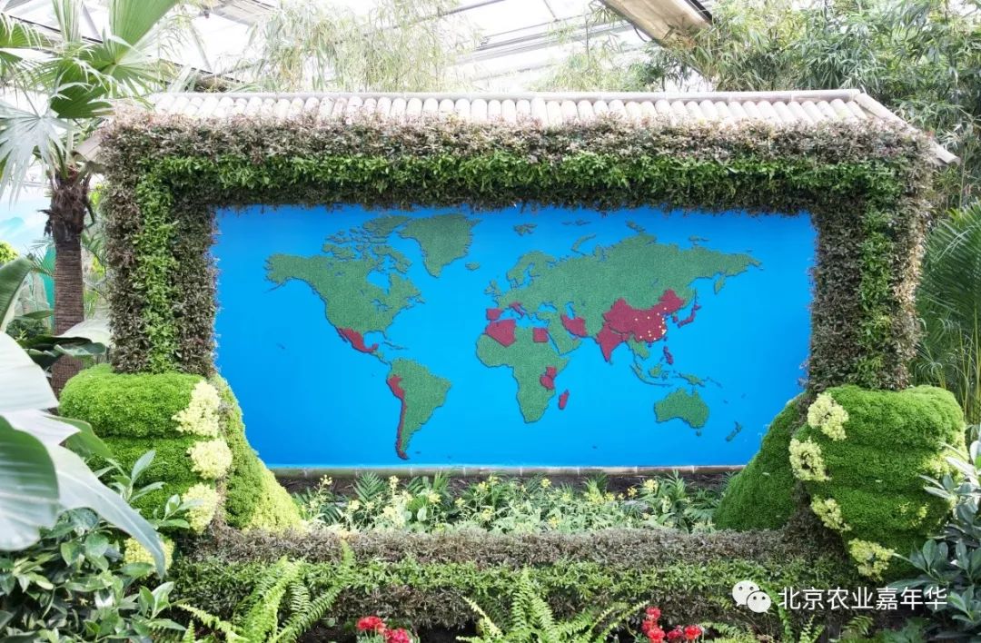 种大葱视频教程_大葱种植技术视频农广天地_红大葱的种植技术视频