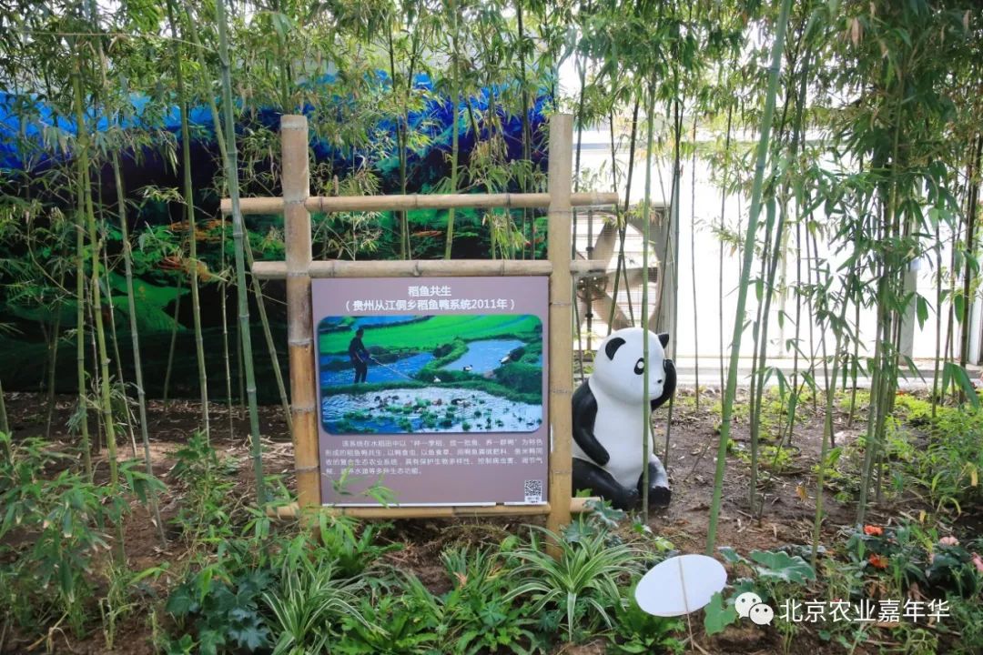 红大葱的种植技术视频_种大葱视频教程_大葱种植技术视频农广天地