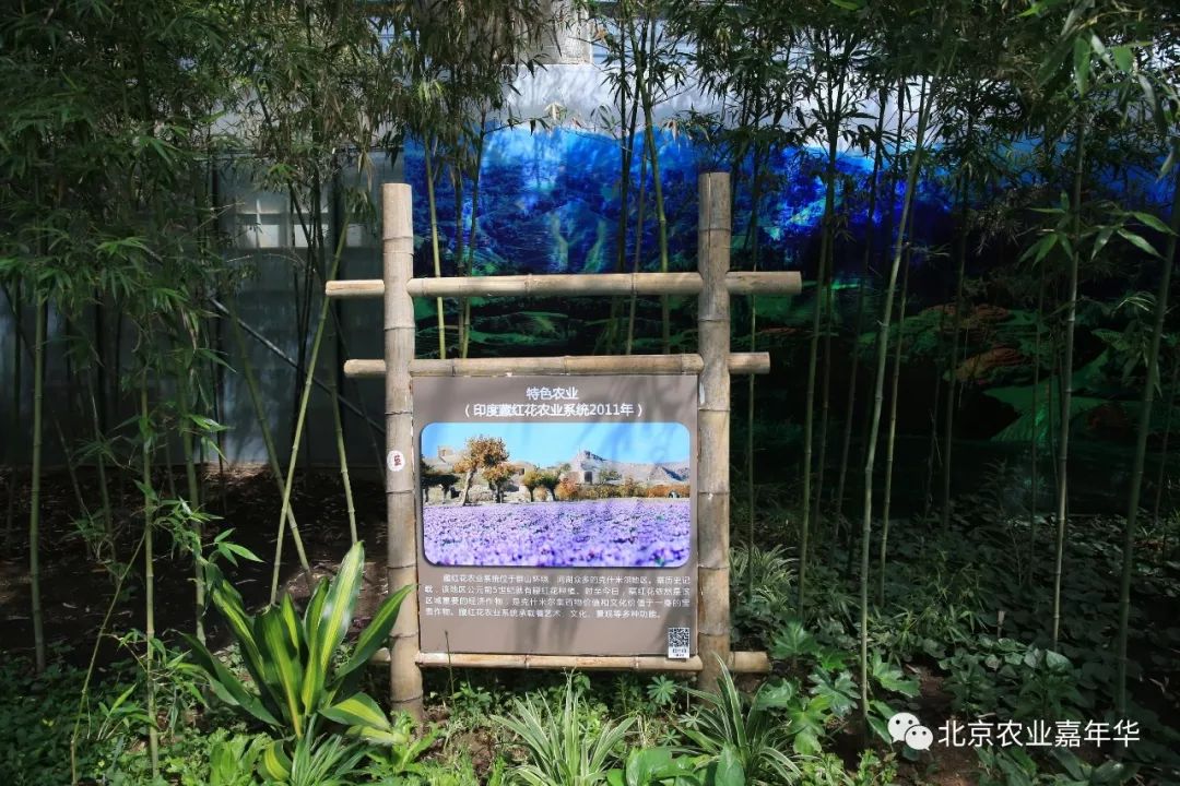 种大葱视频教程_红大葱的种植技术视频_大葱种植技术视频农广天地