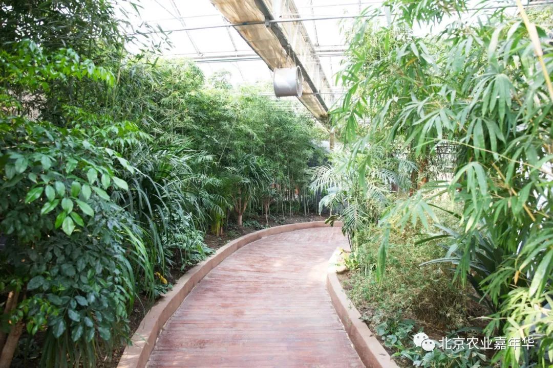 大葱种植技术视频农广天地_红大葱的种植技术视频_种大葱视频教程