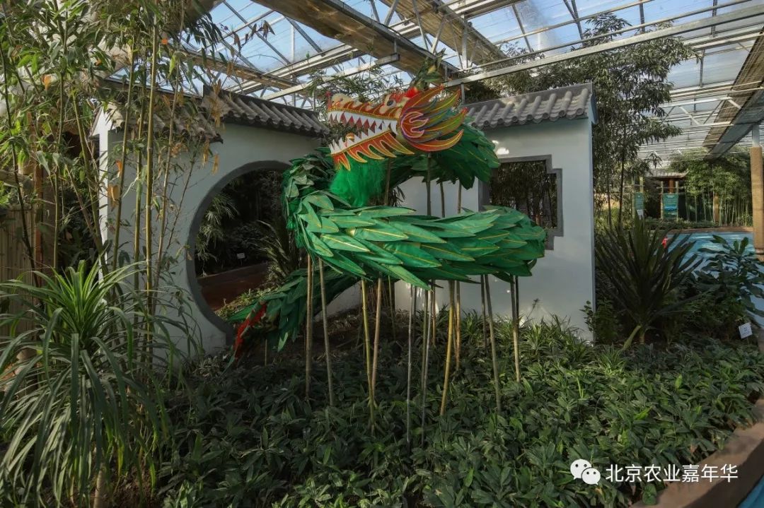 红大葱的种植技术视频_种大葱视频教程_大葱种植技术视频农广天地