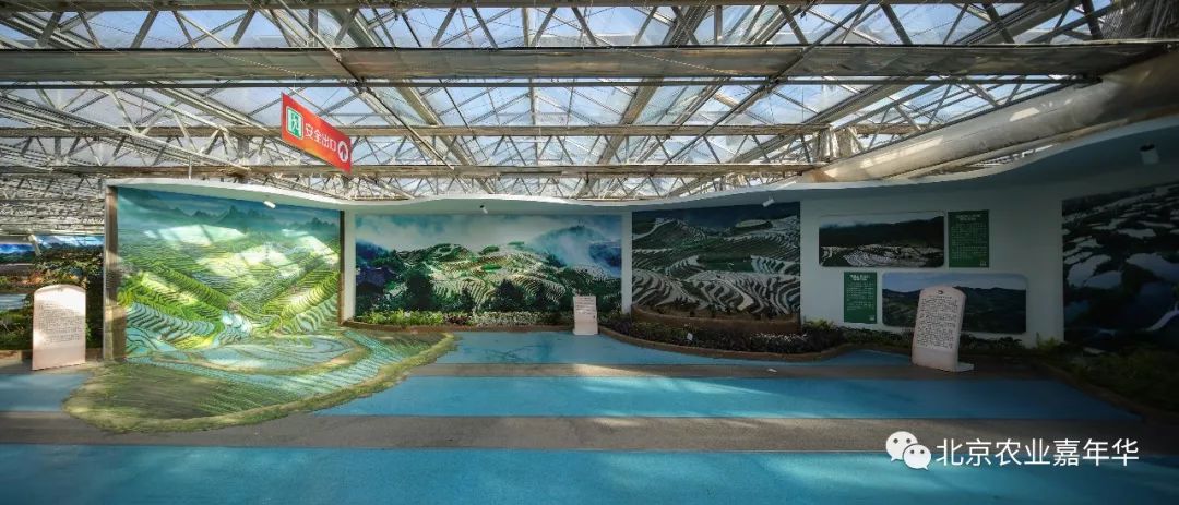 大葱种植技术视频农广天地_种大葱视频教程_红大葱的种植技术视频