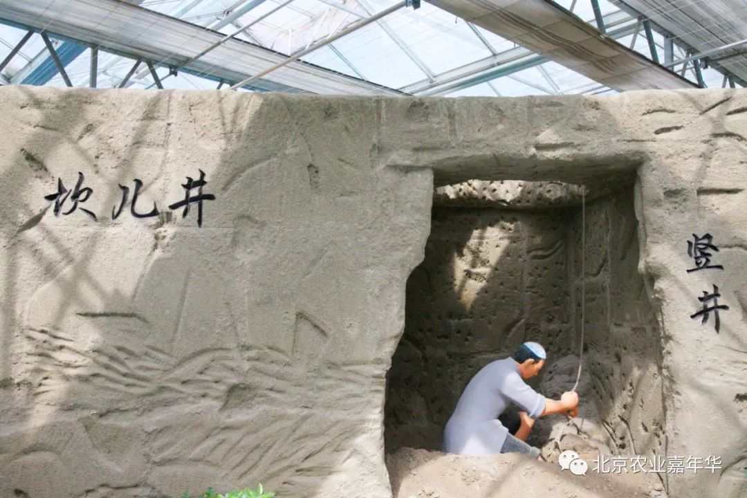 红大葱的种植技术视频_种大葱视频教程_大葱种植技术视频农广天地