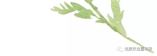 种大葱视频教程_红大葱的种植技术视频_大葱种植技术视频农广天地
