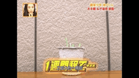 红大葱的种植技术视频_大葱种植技术视频农广天地_种植红葱的视频