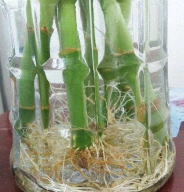 大蒜水养过程_水养殖大蒜技术_大蒜怎么水培养