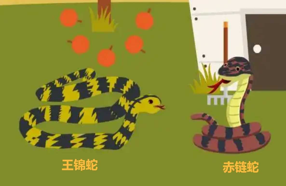 致富经蛇_致富经大王蛇_致富经蛇王姐姐险中求富