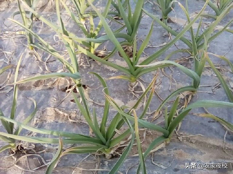 大蒜怎么水培养_水养殖大蒜技术_大蒜水养殖方法