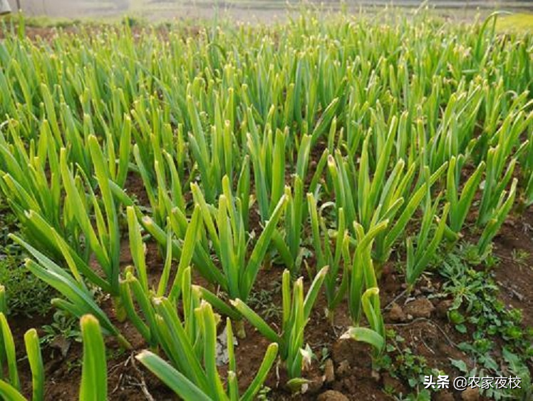 大蒜怎么水培养_水养殖大蒜技术_大蒜水养殖方法