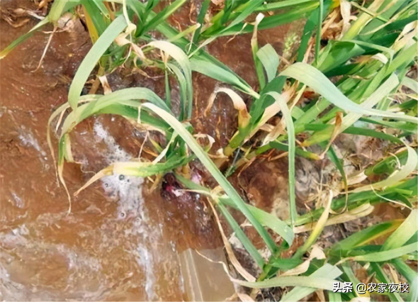 大蒜水养殖方法_大蒜怎么水培养_水养殖大蒜技术