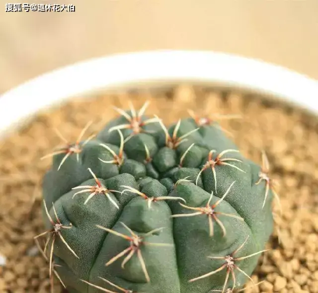 菲花玉怎么养殖_菲花玉养殖技术_菲玉花的养殖方法和注意事项