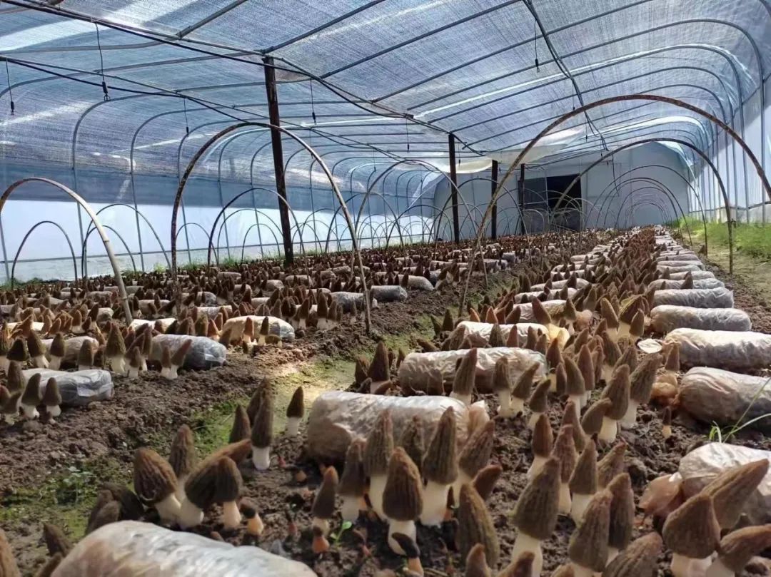种植食用菌致富经验_种植食用菌赚钱吗_致富种植食用菌经验交流
