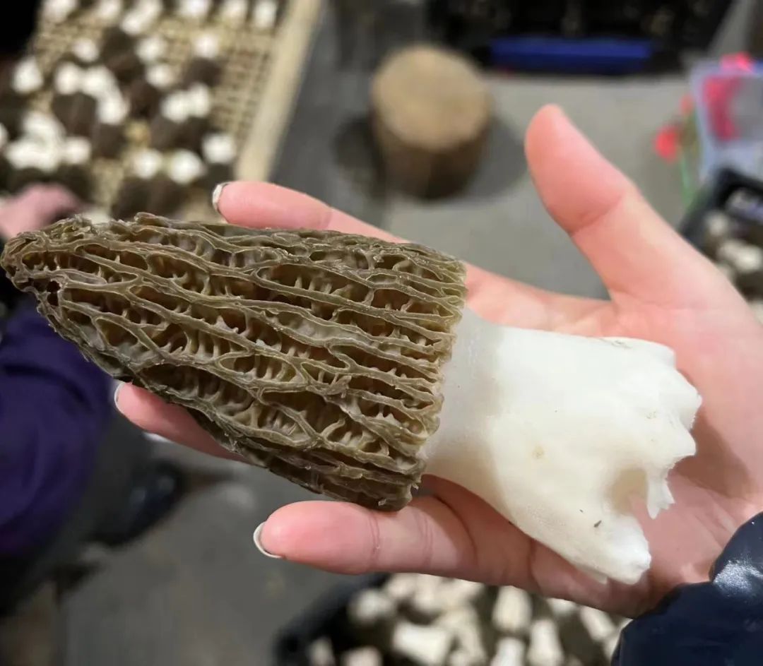 种植食用菌赚钱吗_种植食用菌致富经验_致富种植食用菌经验交流