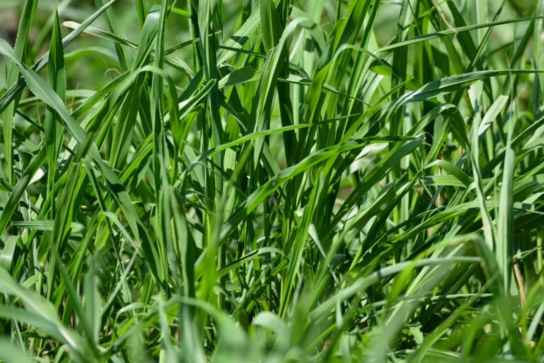 种植食用菌致富经验_致富种植食用菌经验总结_种植食用菌前景怎么样
