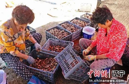 种植食用菌前景怎么样_种植食用菌致富经验_种植食用菌赚钱吗