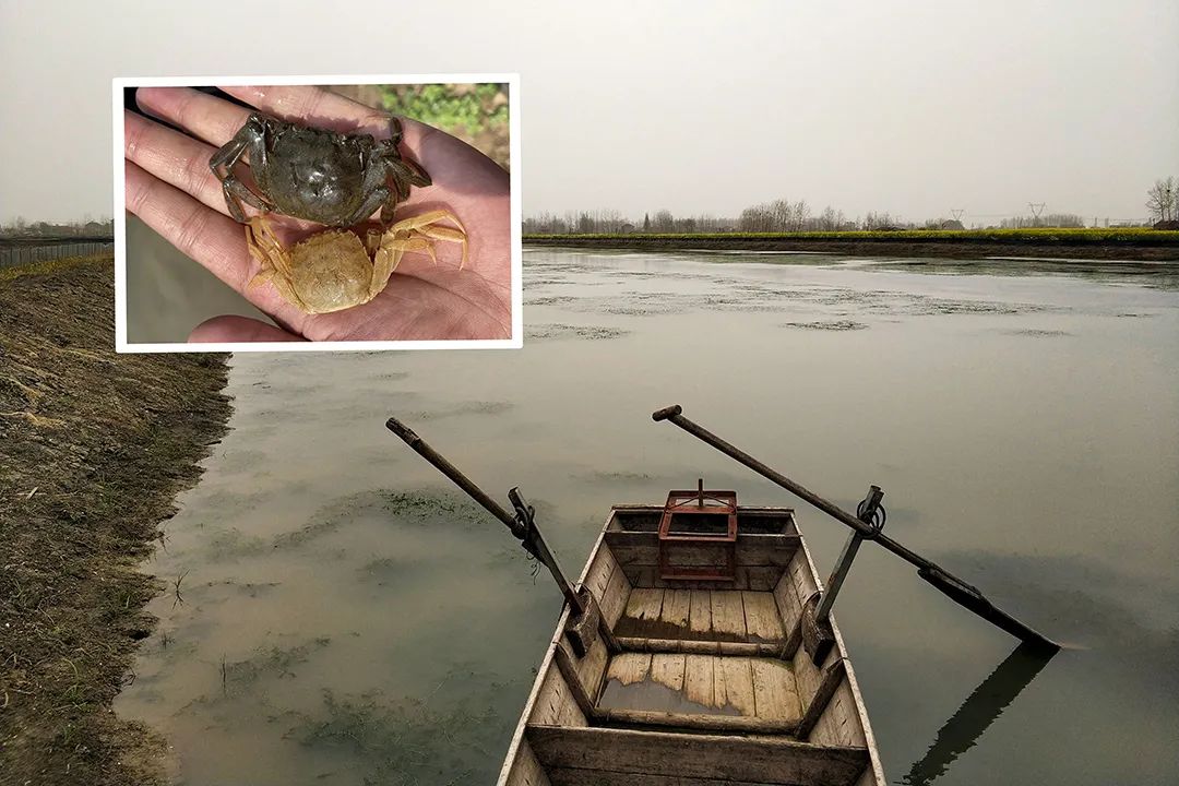 湖北龙虾养殖场_湖北龙虾养殖技术合作_湖北省养殖龙虾的自然条件