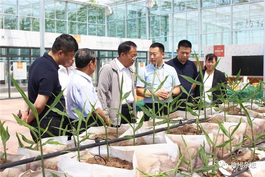致富经大姜的种植_致富种植姜大蒜视频_致富经生姜种植技术视频