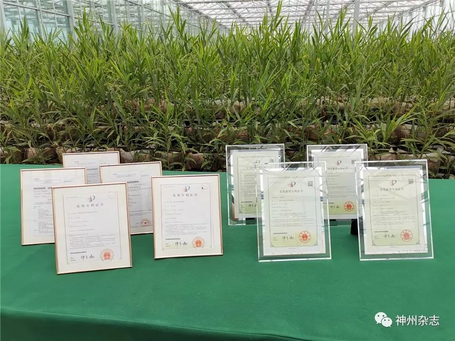 致富经大姜的种植_致富种植姜大蒜视频_致富经生姜种植技术视频