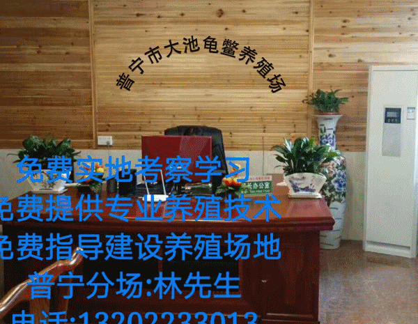 广东甲鱼养殖场_广东甲鱼养殖致富_致富养殖广东甲鱼视频