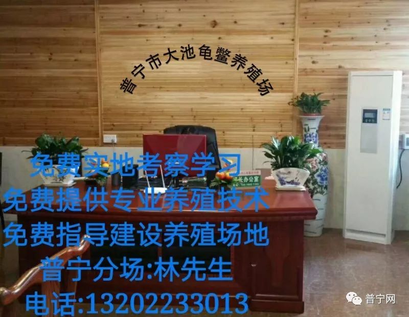 广东甲鱼养殖场_致富养殖广东甲鱼视频_广东甲鱼养殖致富
