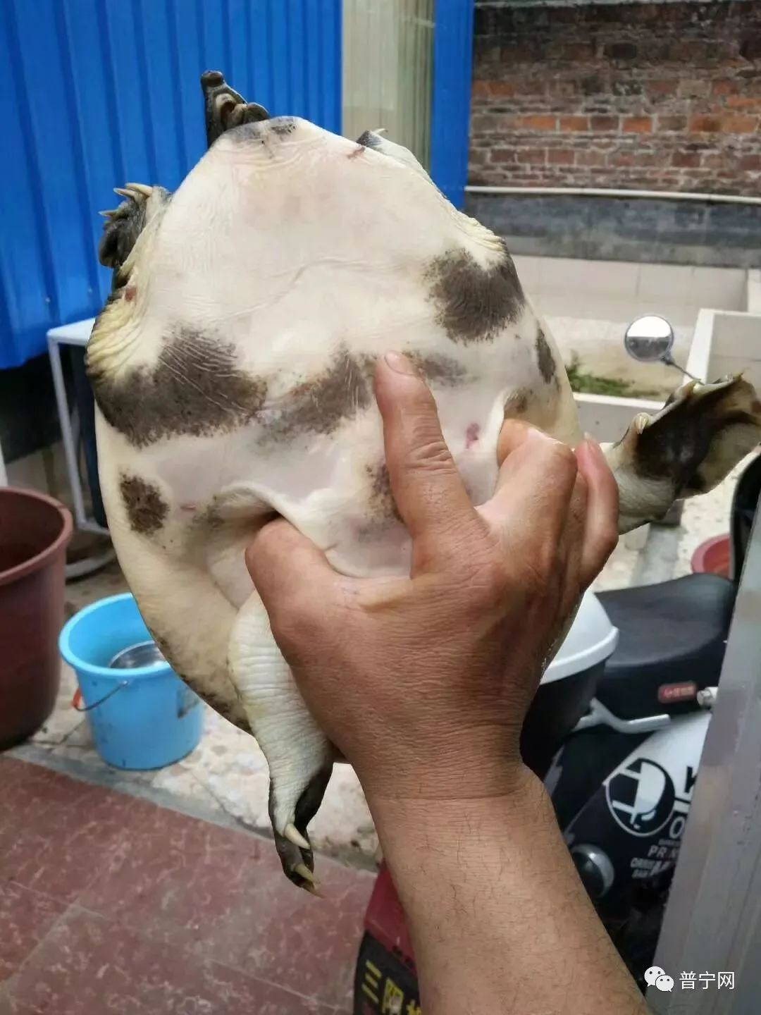 广东甲鱼养殖致富_致富养殖广东甲鱼视频_广东甲鱼养殖场