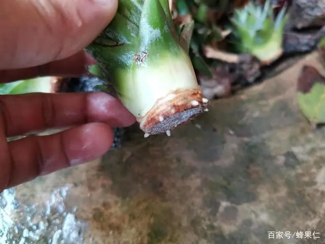 菠萝种植技术和管理方法_菠萝的种植技术_菠萝种植技术视频
