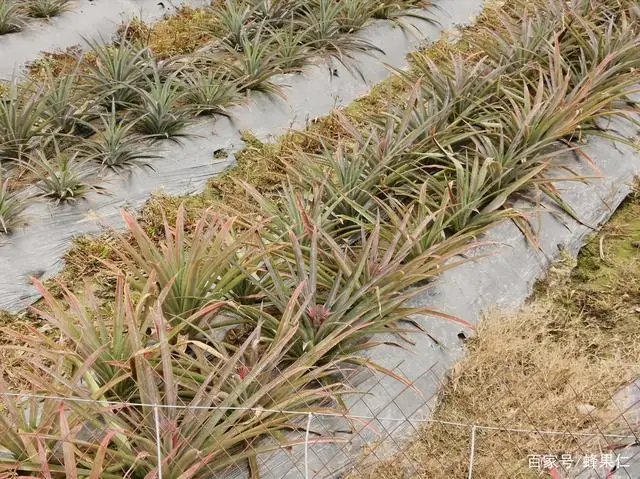 菠萝的种植技术_菠萝种植技术视频_菠萝种植技术和管理方法