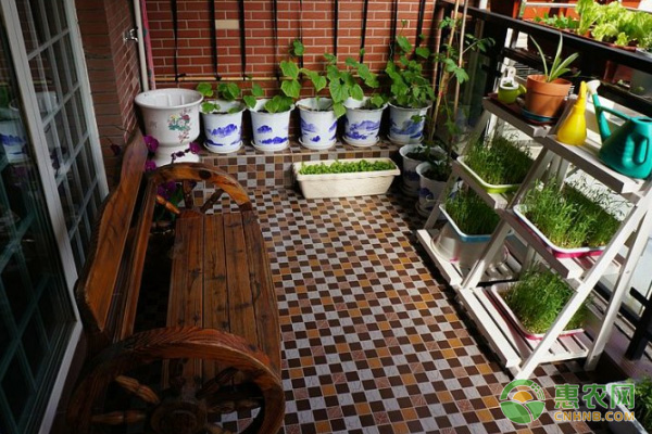致富经羊肚菌高基盛_羊肚菌产业助农增收_菌种羊肚菌的价格