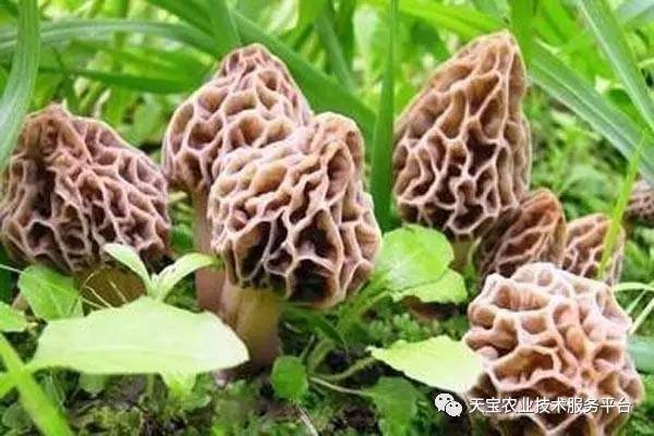 菌种羊肚菌的价格_羊肚菌致富经_致富经羊肚菌高基盛