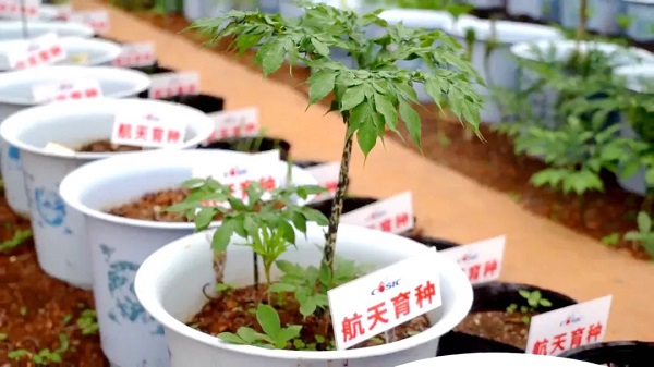 魔芋 致富经_魔芋种植致富故事_魔芋致富经